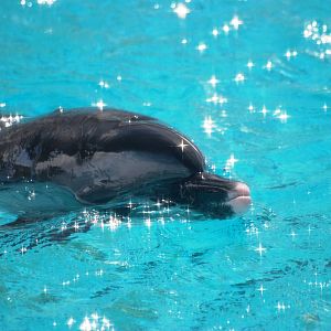 Pantropical Spotted Dolphin at Mote, 07/10/13