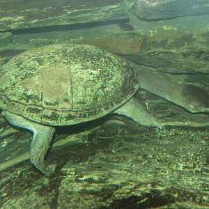 Siebenrock?s Snake-necked Turtle (Chelodina siebenrocki)