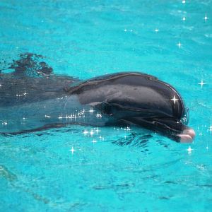 Pantropical Spotted Dolphin at Mote, 07/10/13