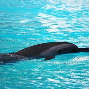 Pantropical Spotted Dolphin at Mote, 07/10/13