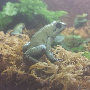 Oct. 2013 - World of the Insect - Golden Poison Frog