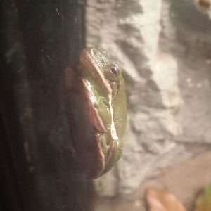 Oct. 2013 - Manatee Springs - Green Tree Frog