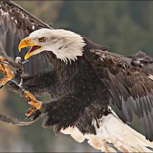 Bald eagle at Wildpark Schwarze Berge