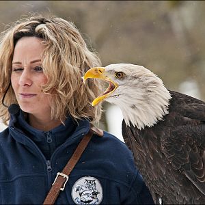 Bald eagle at Wildpark Schwarze Berge