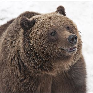 European Brownbear at Wildpark Schwarze Berge