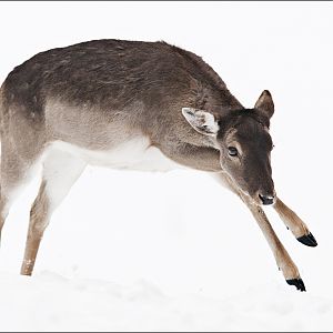Fallow Deer at Wildpark Schwarze Berge