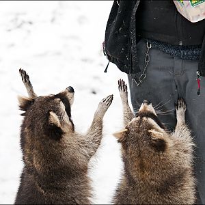 Racoons at Wildpark Schwarze Berge
