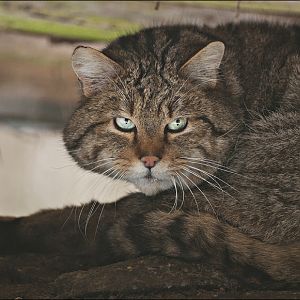 Wild cat at Wildpark Schwarze Berge