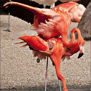 Flamingos at Hamburg