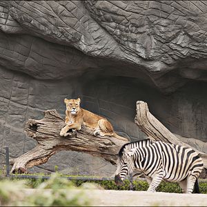 Predator and prey at Hamburg