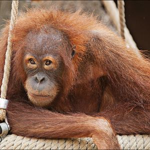Orang Utan at Hamburg