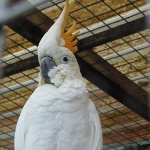 Sulphur-crested cockatoo