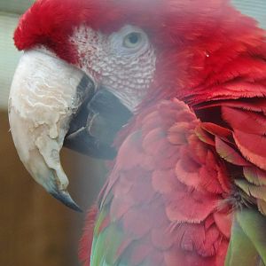 Red-and-green macaw