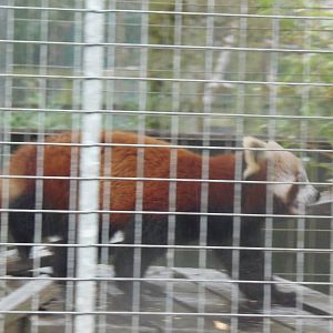 red panda in quarantine