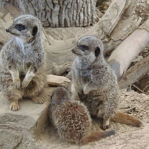 meerkat family