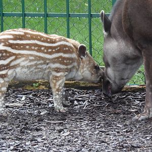 brazilian tapir 'alves'