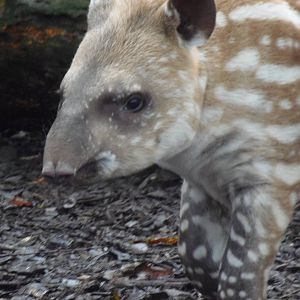 brazilian tapir 'alves'