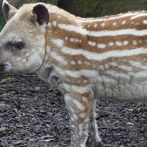 brazilian tapir 'alves'