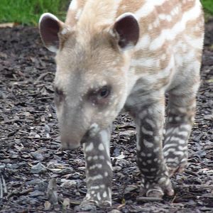 brazilian tapir 'alves'