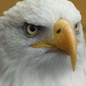 bald eagle
