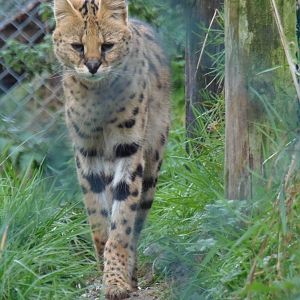 serval