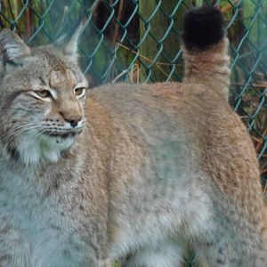 eurasian lynx