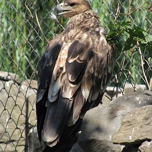 Eastern imperial eagle