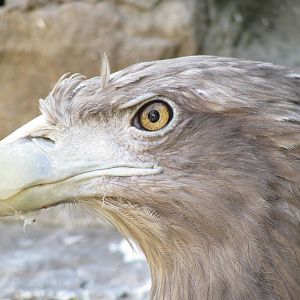 White-tailed eagle