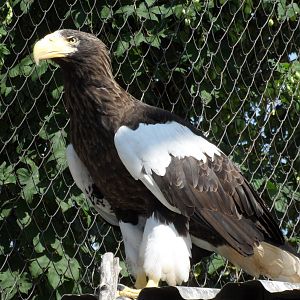 Steller's sea eagle