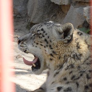 Snow leopard yawning