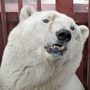 Polar bear