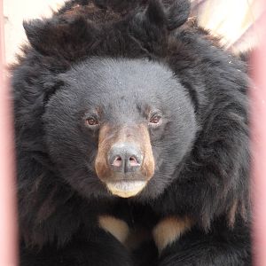 Asiatic black bear