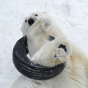 Polar bear playing with tyre
