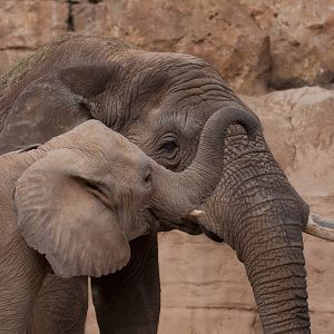 Kibo with his new friends