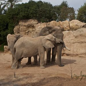Kibo with his new friends