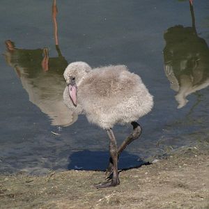 Greater flamingo chick 2011