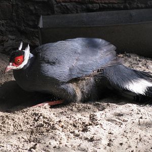Blue eared pheasant