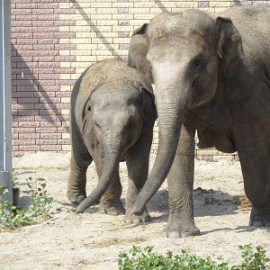 Asian elephants - mother & calf