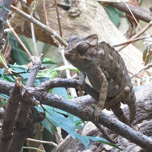 common chameleon 201013