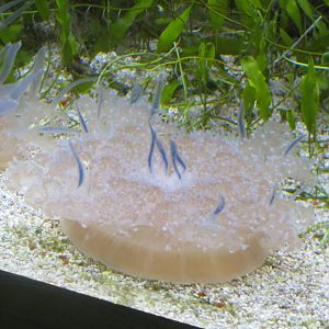 upside down jellyfish 201013