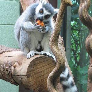 ring-tailed lemur 201013