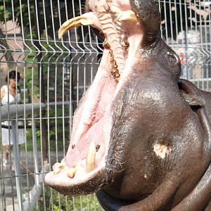 Pygmy hippo gape