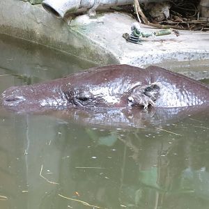 pygmy hippopotamus 201013