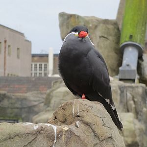 inca tern 201013