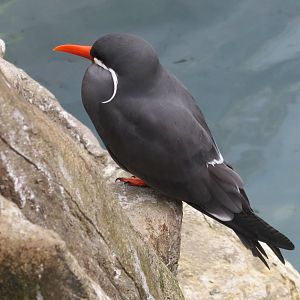 inca tern 201013