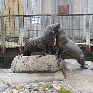 south american fur seal 201013
