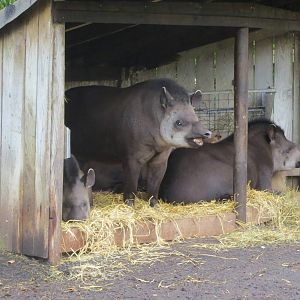brazilian tapir 201013