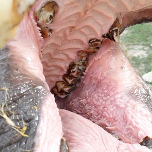 Pygmy hippo oral cavity