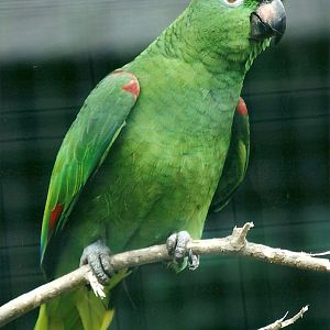 Yellow-crowned Amazon 20th May 2013