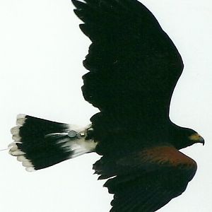 Harris Hawk 20th May 2013